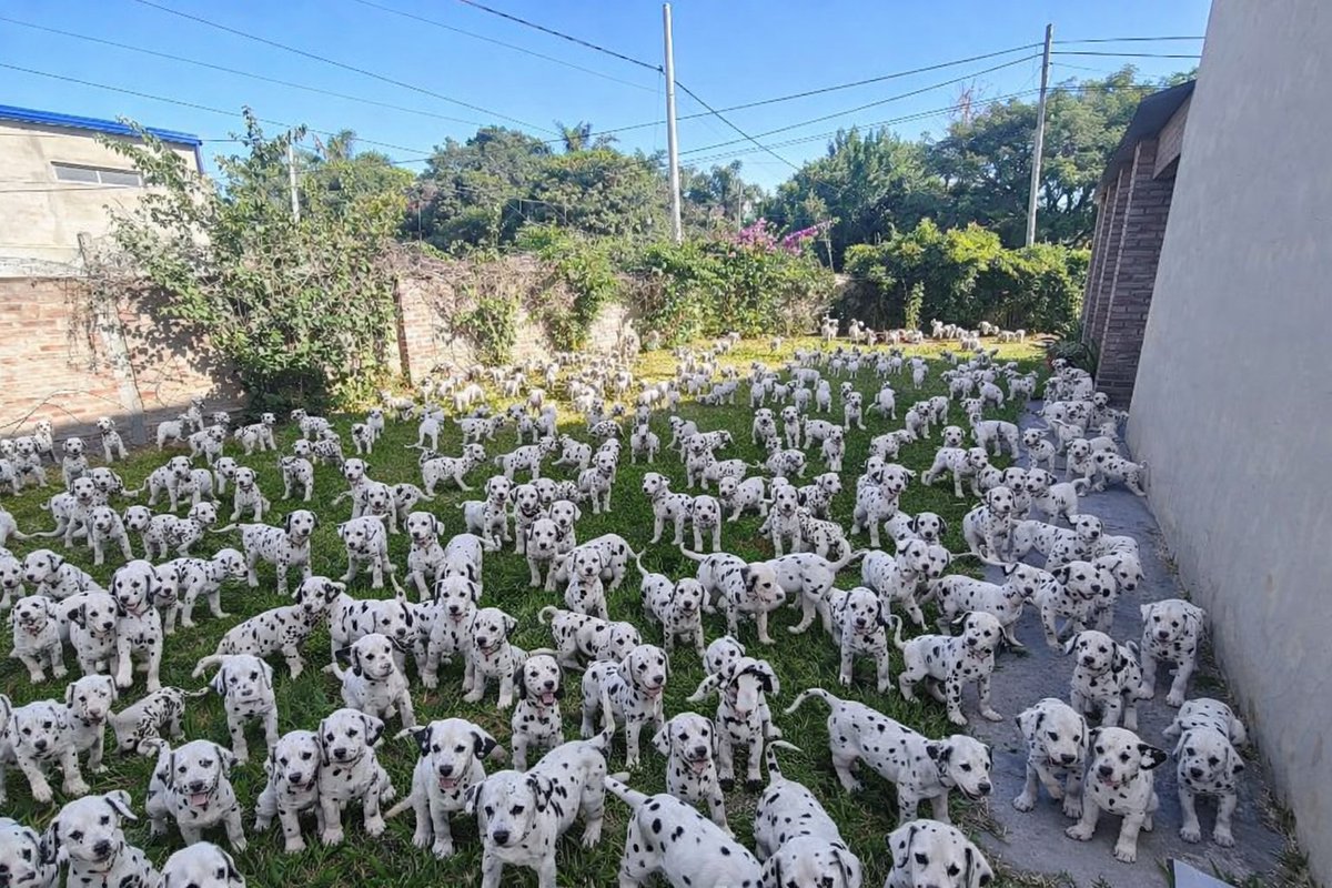 _marifelippa's tweet photo. Le pregunté al chat gpt cómo se vería mi patio con 101 dálmatas y esto hizo... En lo único que puedo pensar cuando veo está foto 💩 https://t.co/q41bKp3WCc