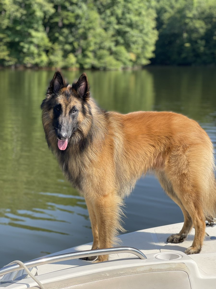 Hunt4Bacon's tweet photo. @Dogman1013 Bullet, who was the best boy ever. ❤️❤️❤️ https://t.co/VbZCoPHKZl
