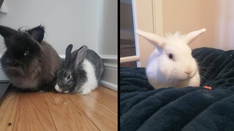 Rabbit of the Day 🐰 tweet media