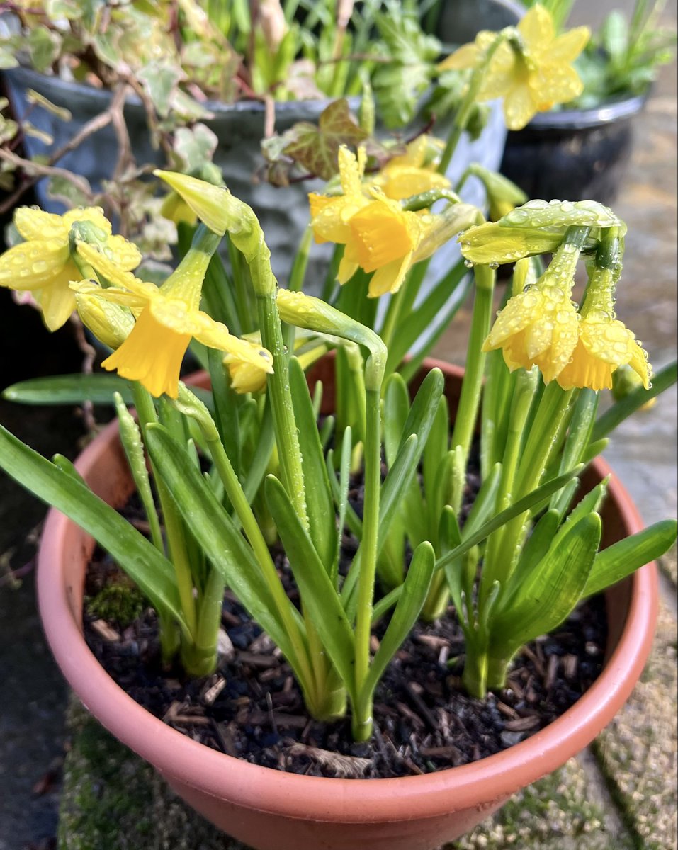 Kim Nicholas tweet media