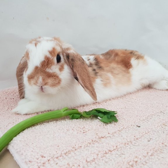 Rabbit of the Day 🐰 tweet media