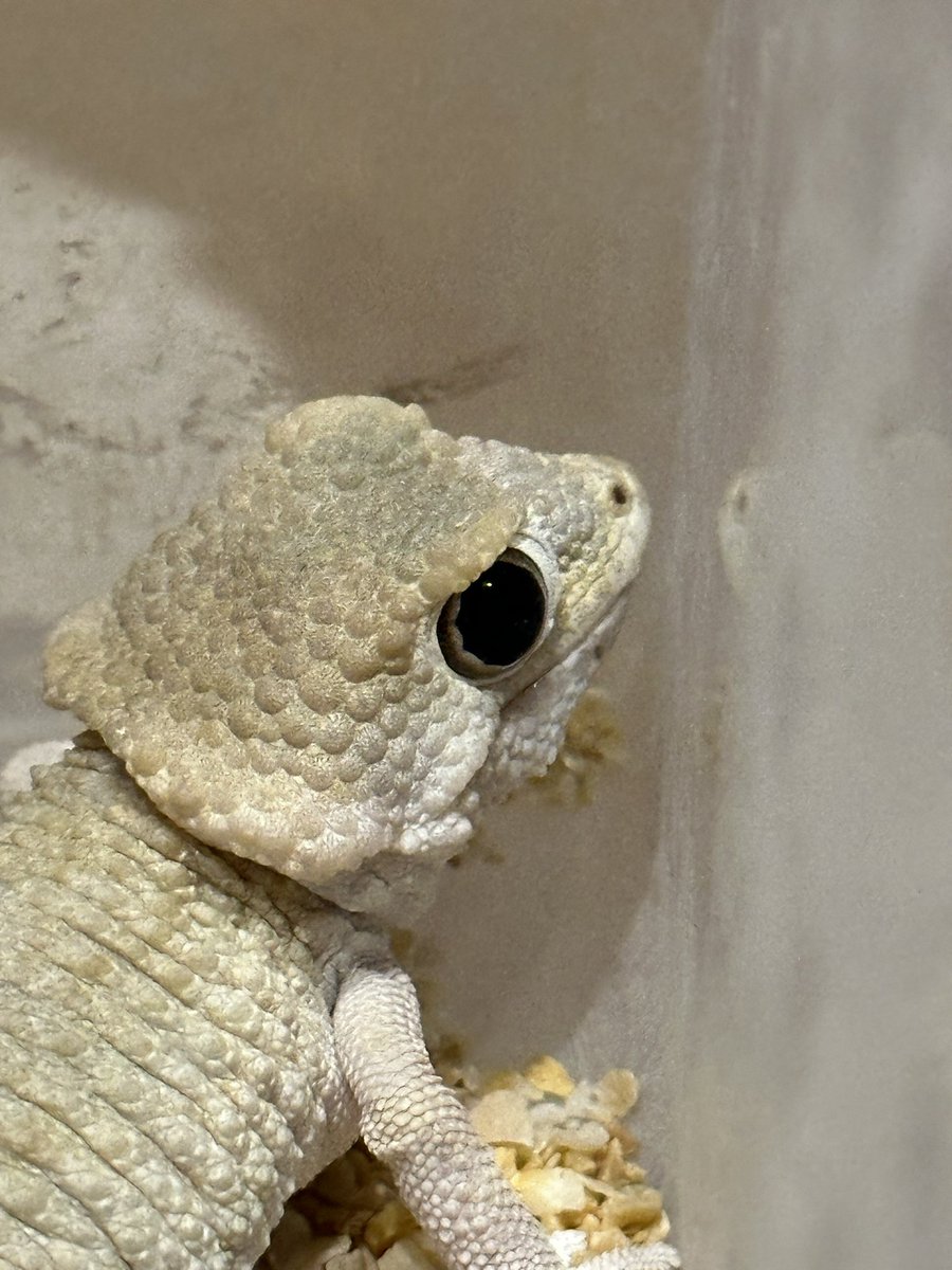 ヤモリの目、暗くなって瞳孔開いたらめっちゃ顔が可愛くなってワロた🥰