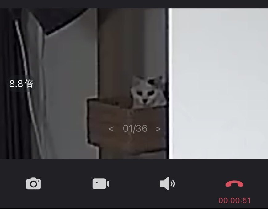 カメントツの猫アカ tweet media