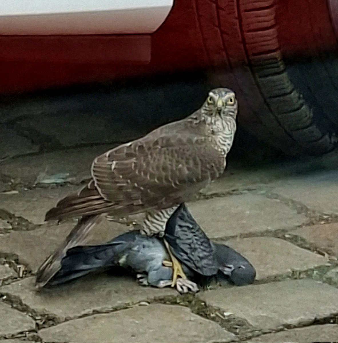 Mein Parkplatz wurde vom #Turmfalken okkupiert. #Berlin #Friedrichshain