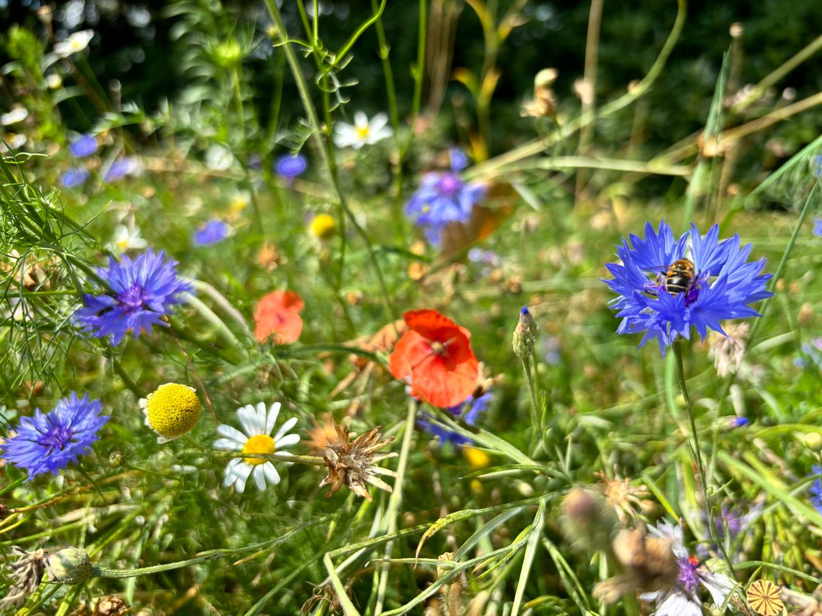 Het Groene Woud tweet media