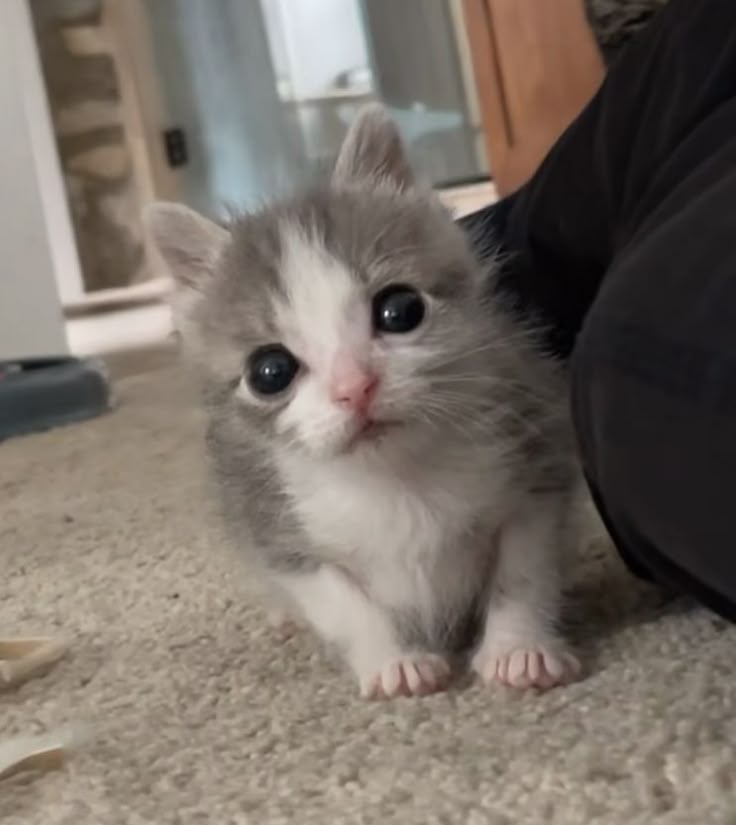 𝓝⋆ꫀׁׅܻᨵׁׅꪀׁׅ 🍴 — info no fix 📌 tweet media