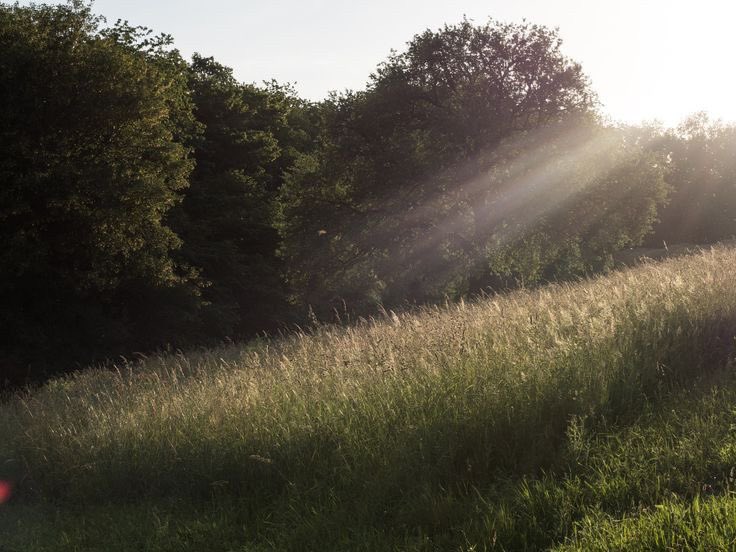 dreamland tweet media