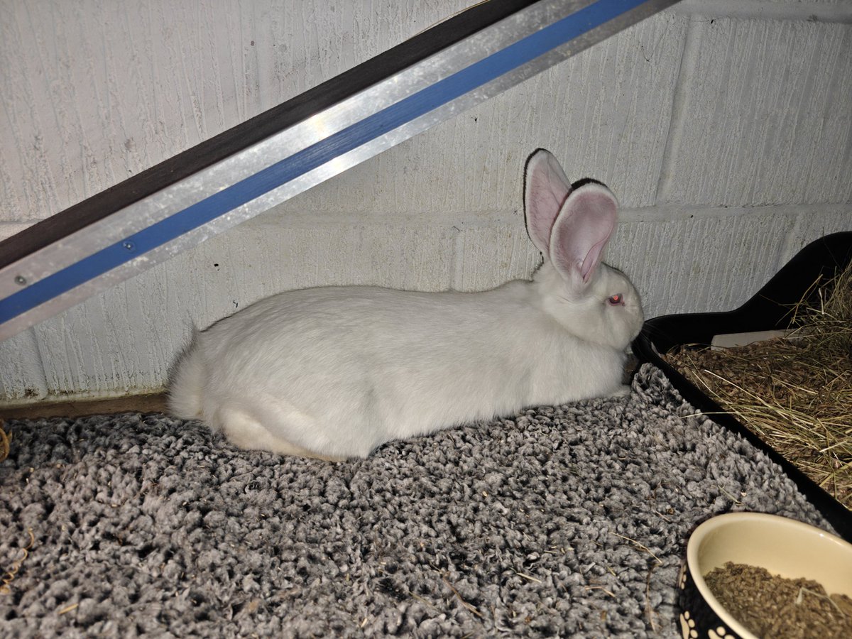 Lillythegiant's tweet image. Angus: This is what I'm thumping at 😠
#strangerdanger