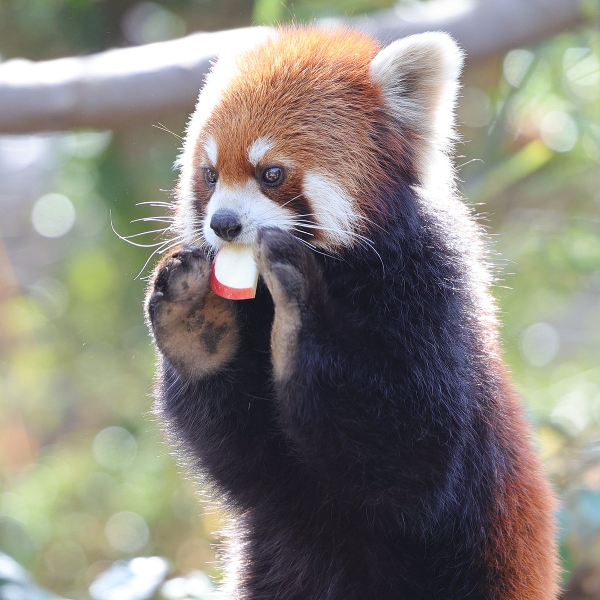 いただきます 20260228 sat #ズーラシア #ヒナギク #レッサーパンダ