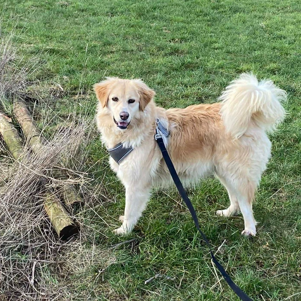 PERDY is in kennels in #Lincolnshire She's a 3 yr old girl They feel Perdy might prefer to be an only dog although she does love to play with some dogs, but not all Medium garden required. Children over the age of 18+ Not cat tested. Location: #Skegness amiciidogrescue.org.uk/adopt-a-dog