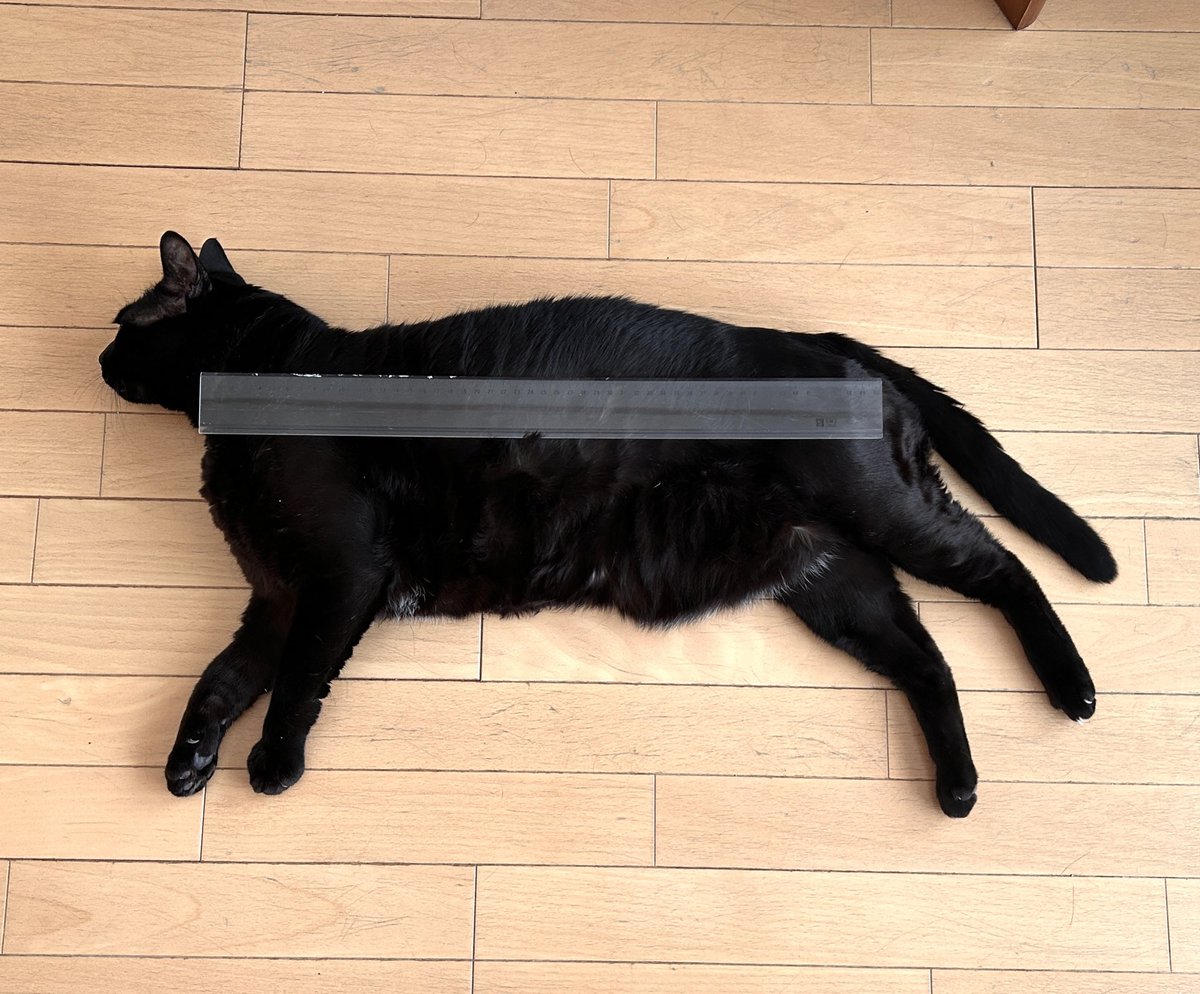 おやすみせかい🐈‍⬛ 今夜の猫と（左）、2024年の猫（右）