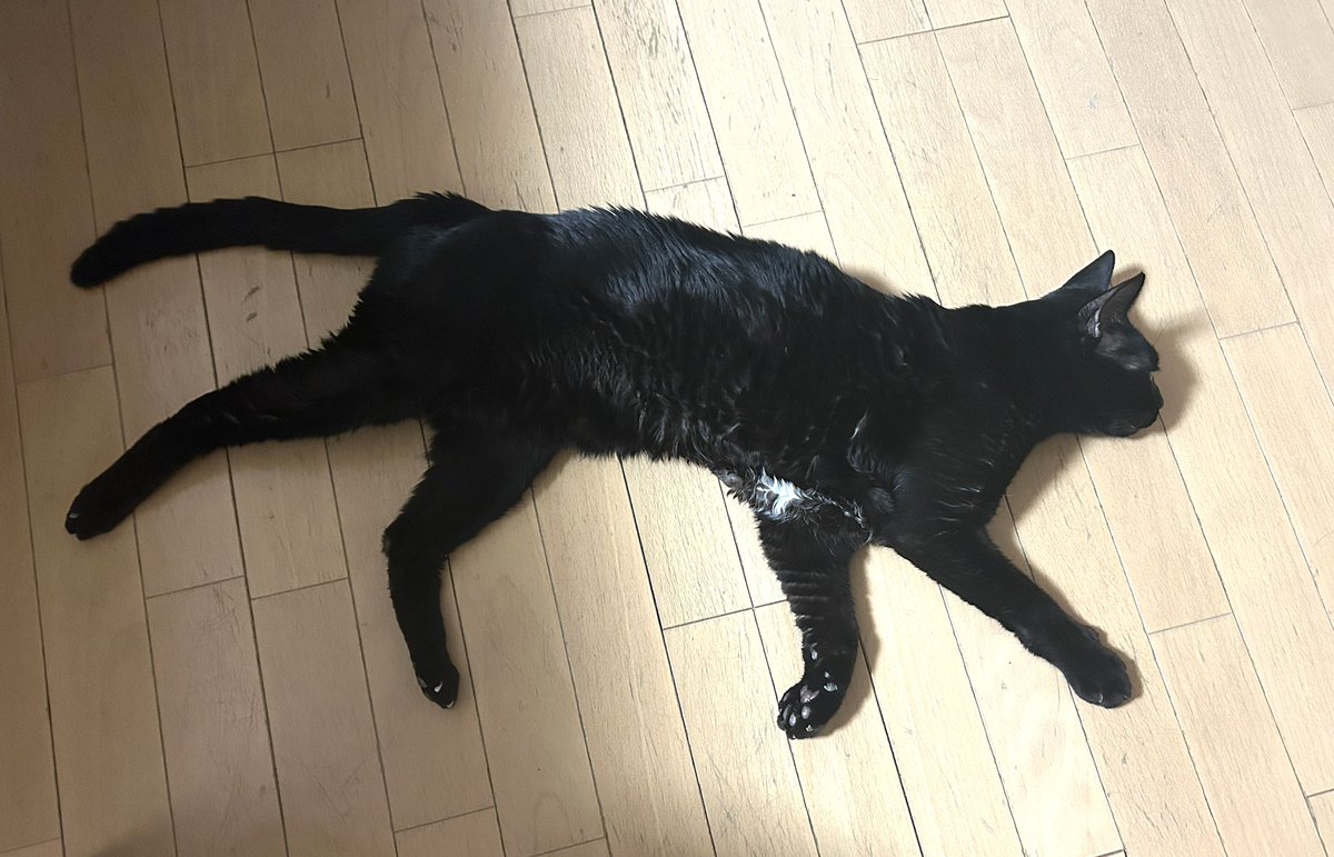 おやすみせかい🐈‍⬛ 今夜の猫と（左）、2024年の猫（右）