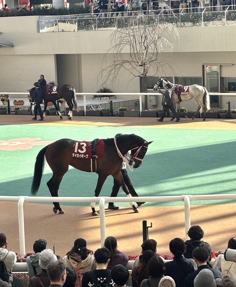 チューリップ賞は西村淳也騎手騎乗の◎タイセイボーグがV🎊 馬体を