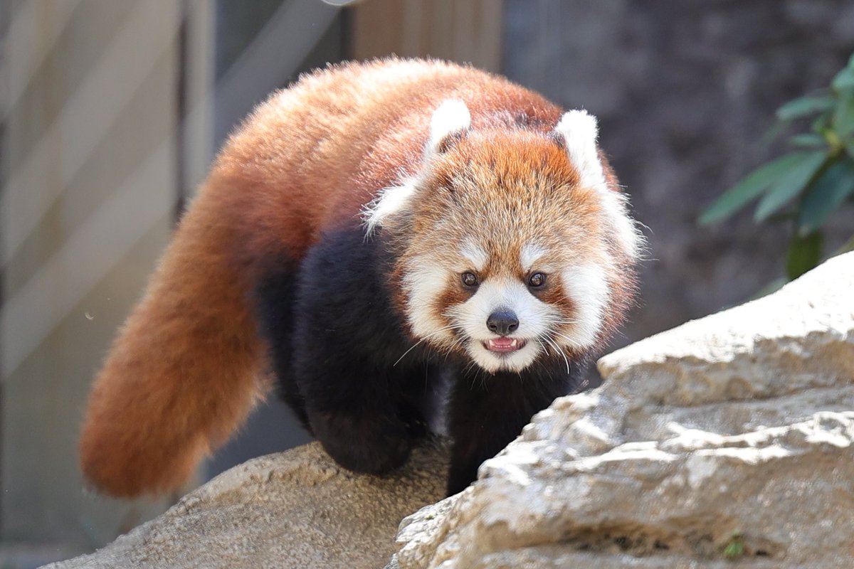 いってきます 20260301 sun #ズーラシア #ハマ #レッサーパンダ