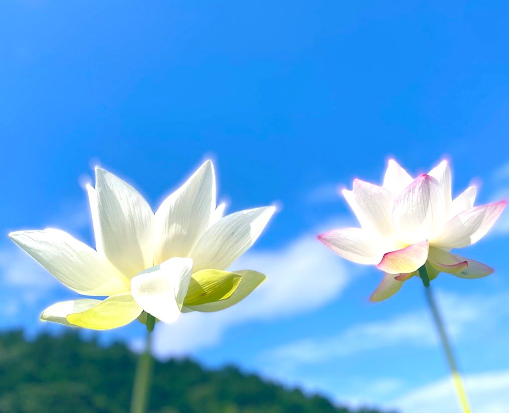 今日睡蓮の手入れをしてて思ったんだけど今もなお蓮くんは泥の様な