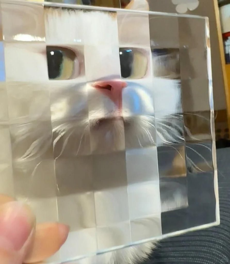 No Context Cats tweet media