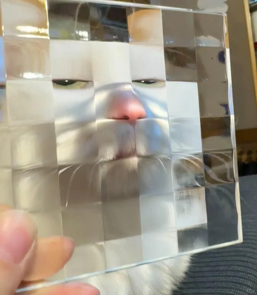 No Context Cats tweet media