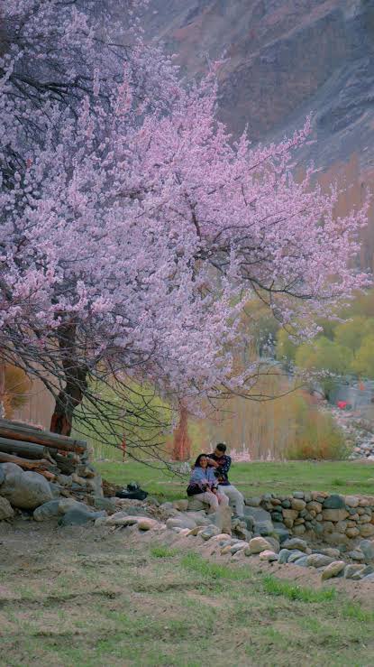 Our own Sakura coming along next month as the Apricot trees bloom in April . Plan a trip to Ladakh between 5-22 April to witness the Apricot Blossom festival .