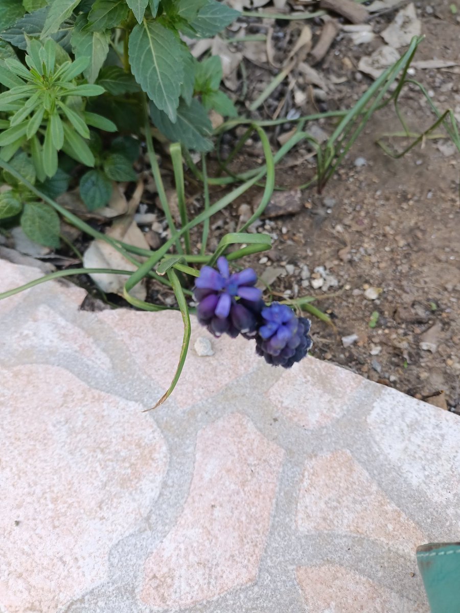 Renkler başladı ortaya çıkmaya