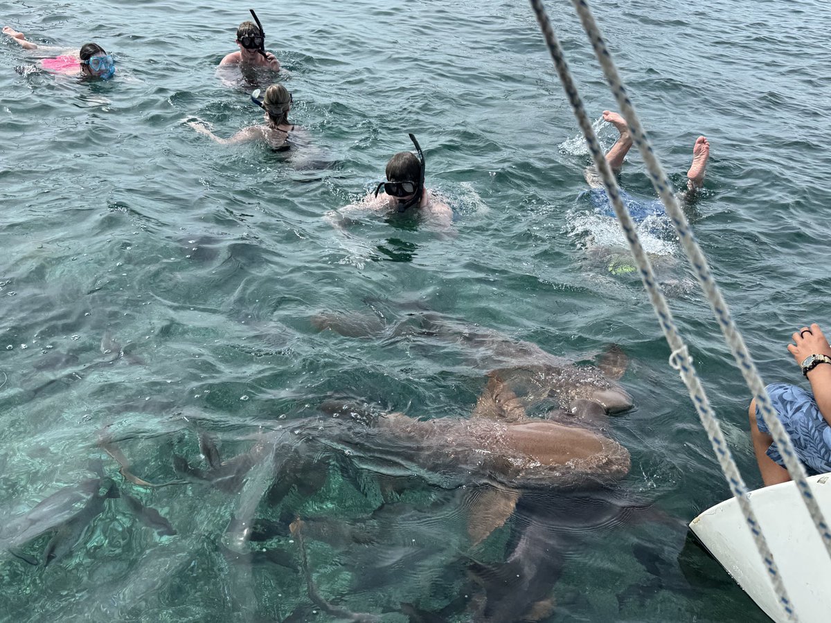 bjf10's tweet photo. @Cornfrmr Make sure to swim with the sharks! https://t.co/pCu59wWunl