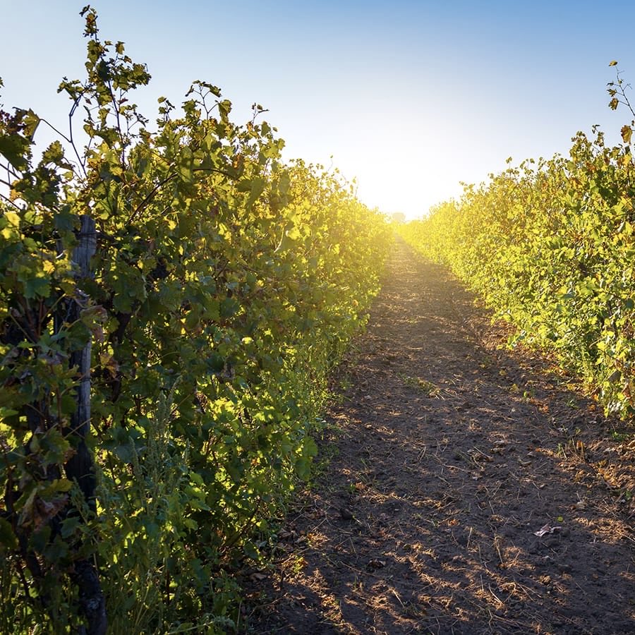 Greg Mosse tweet media