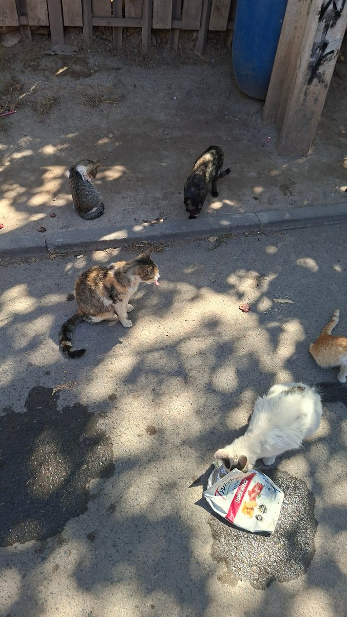 DarkxKit17's tweet photo. ‼️PLEASE HELP ME RESCUE THIS CATS‼️
Where i live there's a colony of over 10 cats, they're not feral, they're all pretty friendly 

All of them are starving and extremely malnourished, i can feel their bones when petting them

I have tried contacting help, every rescue is full + https://t.co/vcm67hbpst