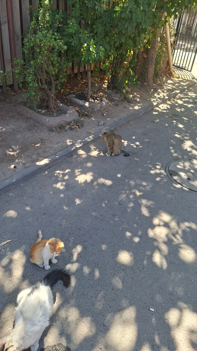 DarkxKit17's tweet photo. ‼️PLEASE HELP ME RESCUE THIS CATS‼️
Where i live there's a colony of over 10 cats, they're not feral, they're all pretty friendly 

All of them are starving and extremely malnourished, i can feel their bones when petting them

I have tried contacting help, every rescue is full + https://t.co/vcm67hbpst