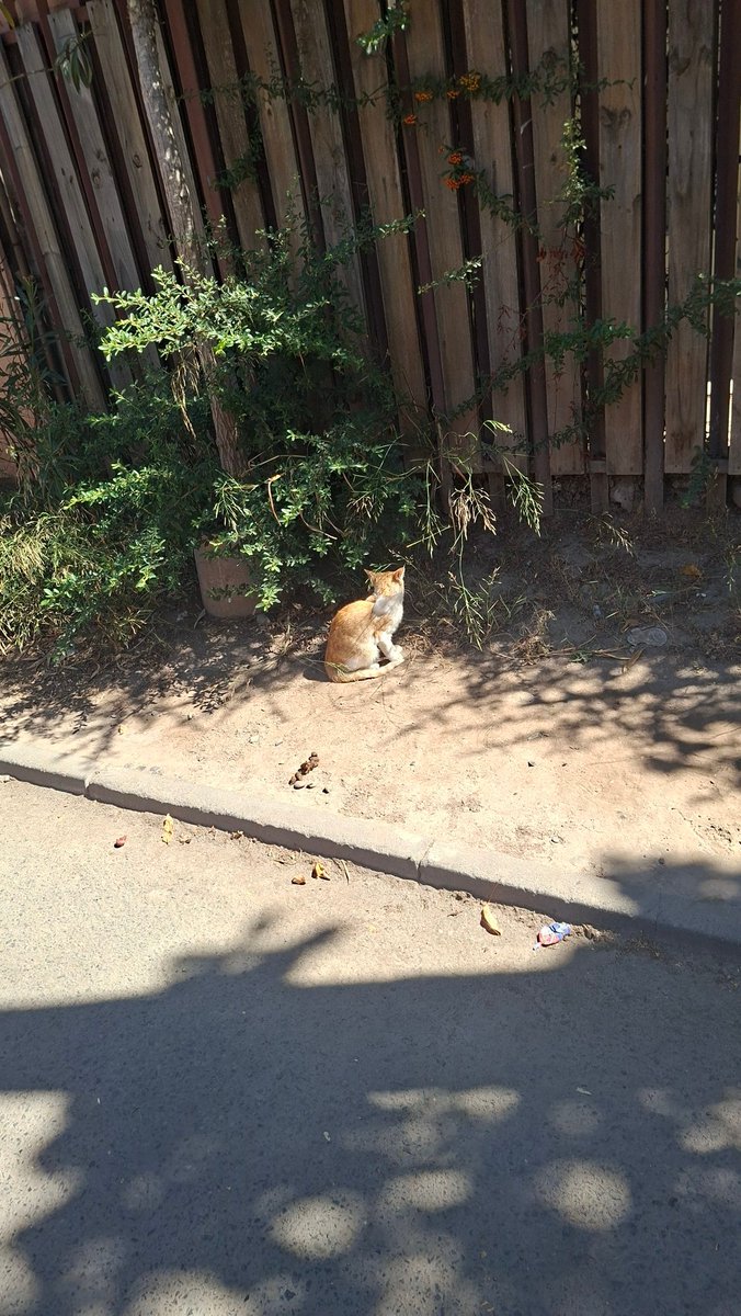 DarkxKit17's tweet photo. ‼️PLEASE HELP ME RESCUE THIS CATS‼️
Where i live there's a colony of over 10 cats, they're not feral, they're all pretty friendly 

All of them are starving and extremely malnourished, i can feel their bones when petting them

I have tried contacting help, every rescue is full + https://t.co/vcm67hbpst