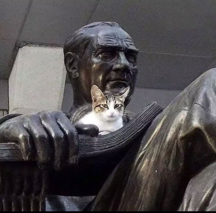 No Cats No Life (@nocatsnolife_m) on Twitter photo 