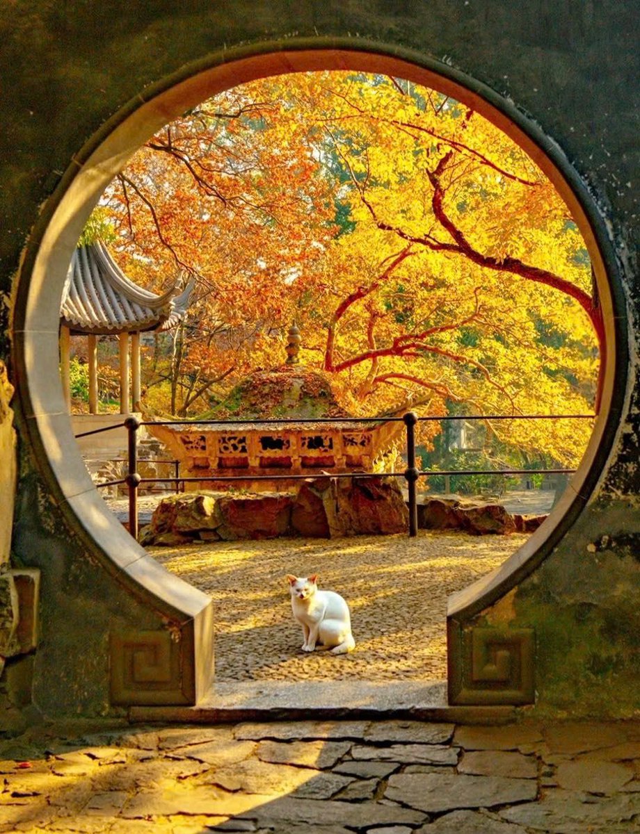 blossom. tweet media