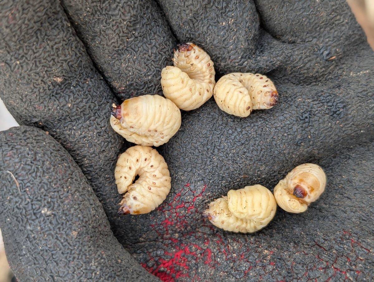 mushichubu's tweet photo. 2/27(金)にフェモラータオオモモブトハムシの幼虫を採取しました！
外来種でクズに虫こぶ(ゴール)を作ります
3/12(木)に行う「昆虫パーティー」で美味しくいただきたいと思います🤤 https://t.co/wvHNhEBunr