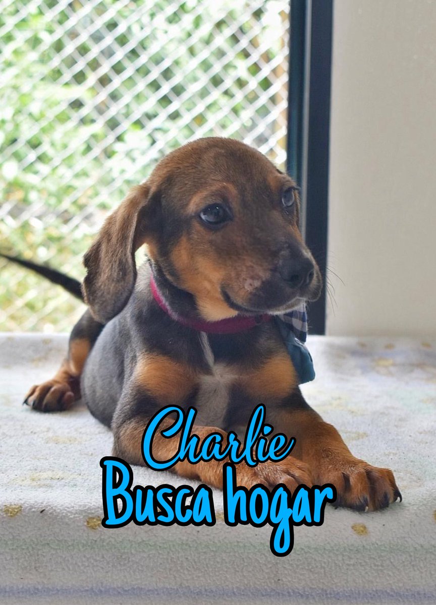 AsociacionMi's tweet photo. Buscamos lindos hogares para los cachorros de Canela, son unos orejones hermosos, ya están esterilizados, con el esquema de vacunación, son muy lindos, recuerden que sin adopciones nosotros no podremos rescatar ni darle oportunidad a otro animalito, si deseas cambiar tu vida y la de ellos, por favor escríbenos al WhatsApp 
📲 3118009018 💙🩷