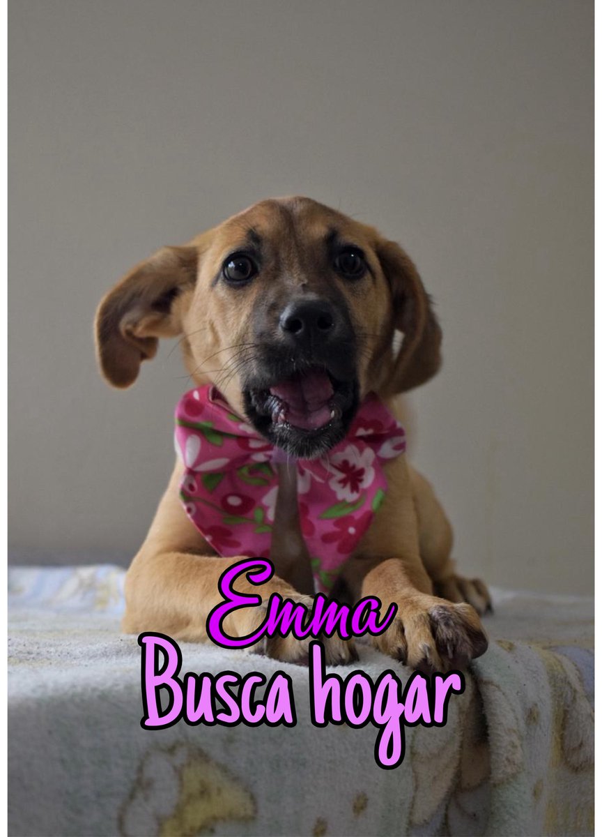 AsociacionMi's tweet photo. Buscamos lindos hogares para los cachorros de Canela, son unos orejones hermosos, ya están esterilizados, con el esquema de vacunación, son muy lindos, recuerden que sin adopciones nosotros no podremos rescatar ni darle oportunidad a otro animalito, si deseas cambiar tu vida y la de ellos, por favor escríbenos al WhatsApp 
📲 3118009018 💙🩷