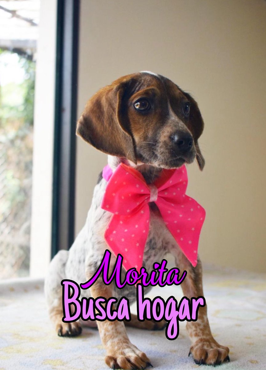 AsociacionMi's tweet photo. Buscamos lindos hogares para los cachorros de Canela, son unos orejones hermosos, ya están esterilizados, con el esquema de vacunación, son muy lindos, recuerden que sin adopciones nosotros no podremos rescatar ni darle oportunidad a otro animalito, si deseas cambiar tu vida y la de ellos, por favor escríbenos al WhatsApp 
📲 3118009018 💙🩷