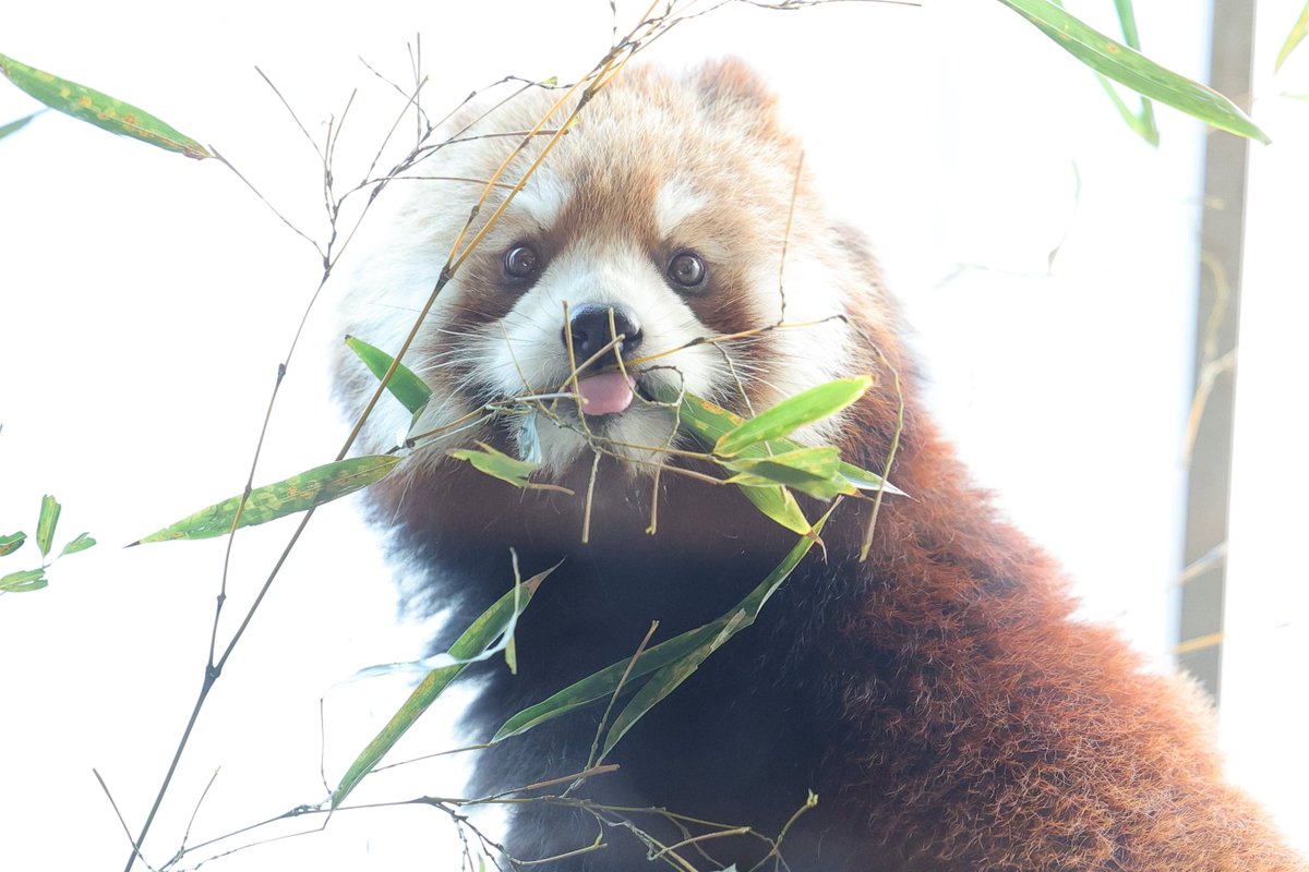 いただきます 20260301 sun #ズーラシア #ハマ #レッサーパンダ