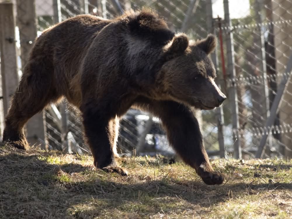 BEAR SANCTUARY Belitsa tweet media