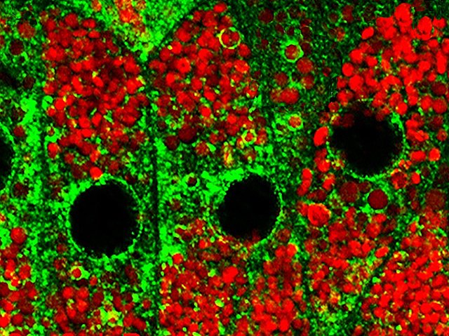 Biomedical Picture of the Day BPoD tweet media