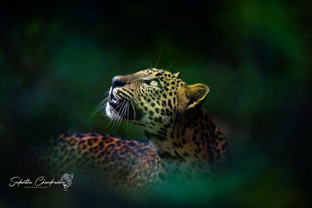 Cachorro de leopardo curioso. ¿Me pregunto, que habrá llamado su atención?