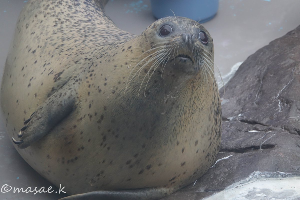 おはようございます！
#ゴマフアザラシ ＃マリンピア日本海
2024/12
