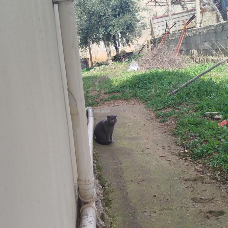 Sokağa atılmış erkek Scottish cinsi. Kılavuzlu mahallesinde bulundu Sokaktaki kedilerden şiddet görüyor Barınamıyor. Ona ömürlük bakacak yuva arıyorum.

İnstagram @marassahiplendirme 

#SokakHayvanlarıSahipsizDeğil