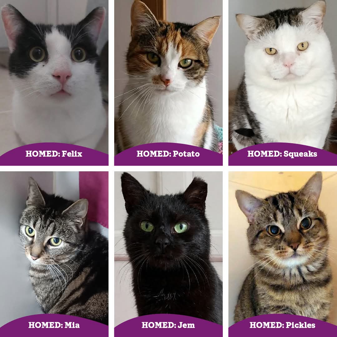 MidWarwickCats tweet media