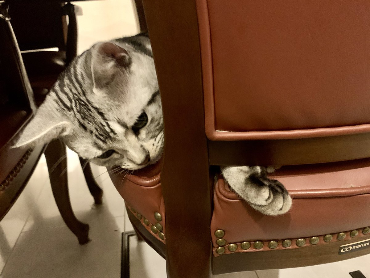 Cat #Kitten #AmericanShorthair #SilverTabby #猫 #子猫 #アメショ