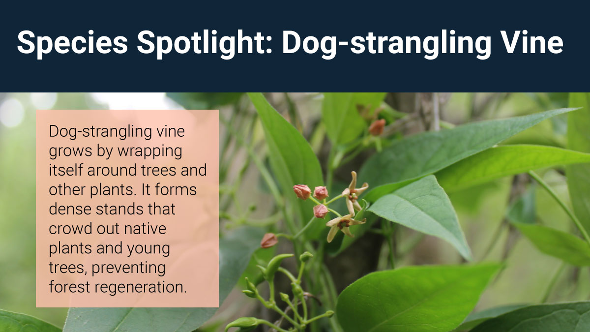 SouthNationCA's tweet photo. Dog-strangling vine produces seeds that are easily carried by the wind. 🌬️ You can help prevent the spread by planting native plants, cleaning your boots and gear when adventuring outdoors, and learning how to identify and this plant.
#InvSpWk
https://t.co/qlWAbSOpo5 https://t.co/idq2zacCJ8