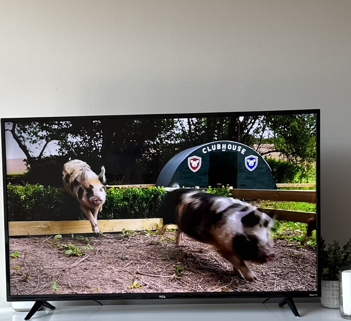 Levels of hungover never previously imagined (watching pig racing and eating DoorDash McDonalds breakfast)