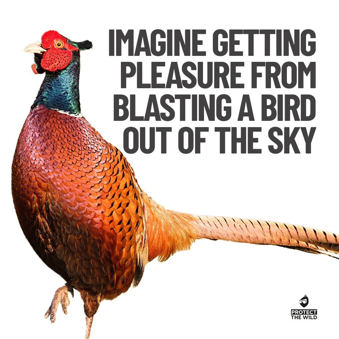 End Bird Shooting tweet media