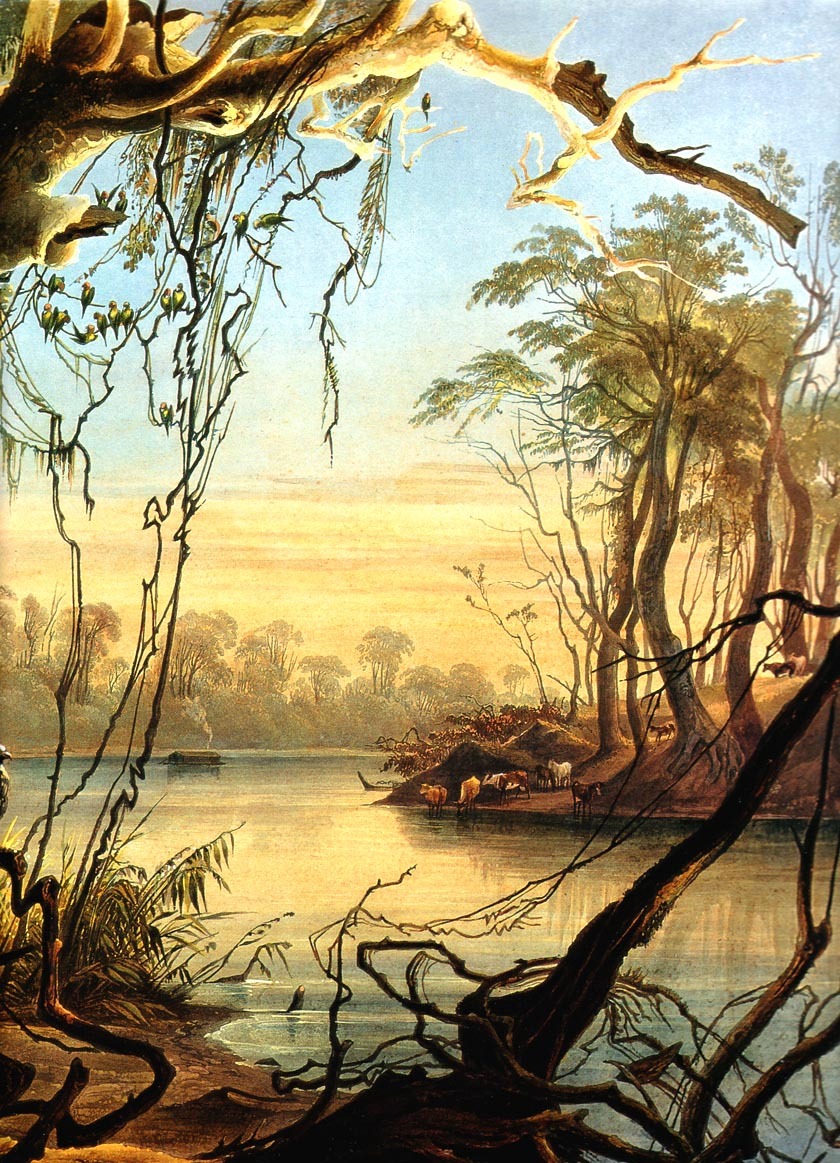 Karl Bodmer tweet media