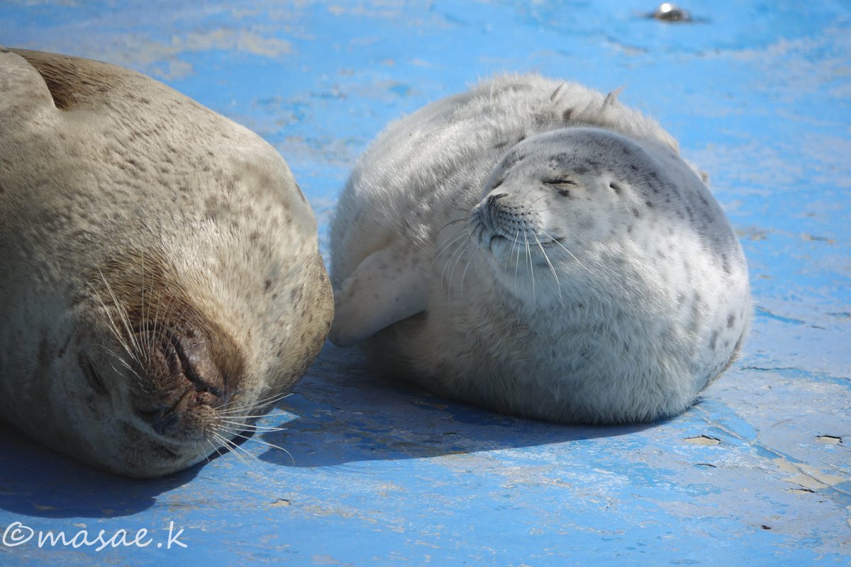 #ゴマフアザラシ #ノシャップ寒流水族館
2024/03