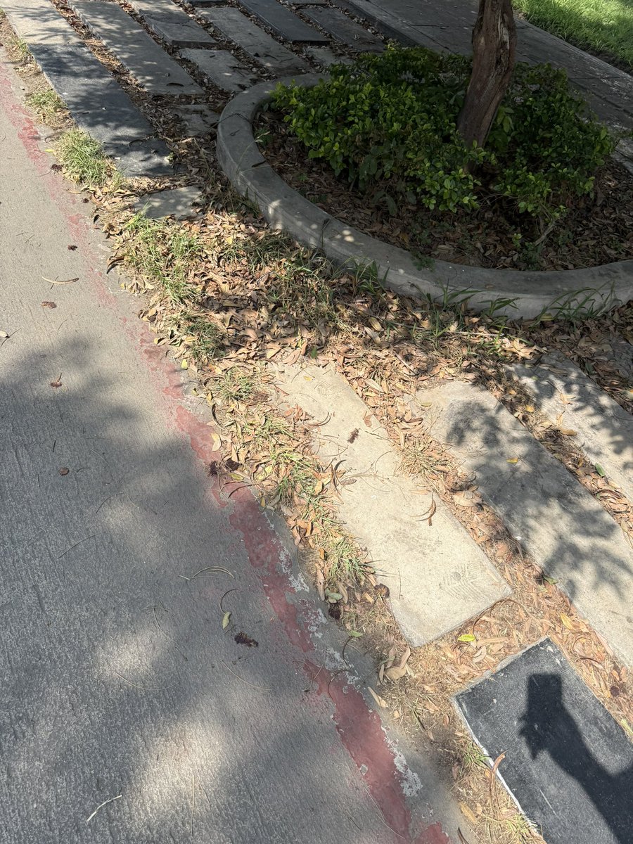 dkeeper1981's tweet photo. @MunideSanBorja esto es lo que recibimos los vecinos de San Borja al pagar puntual los Arbitrios… Jardines en pésimo estado https://t.co/ovpC2aVVeR