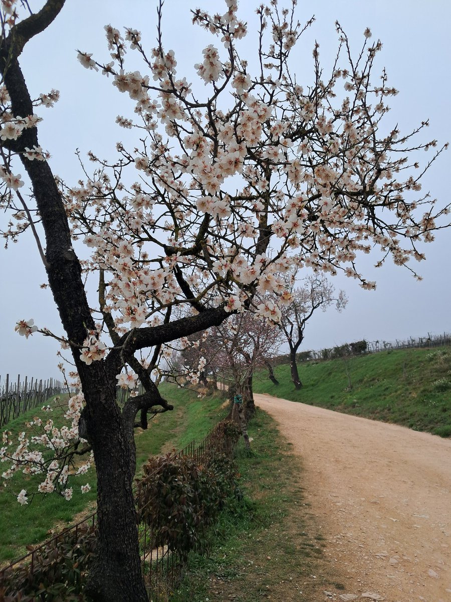 Simone BALLO tweet media