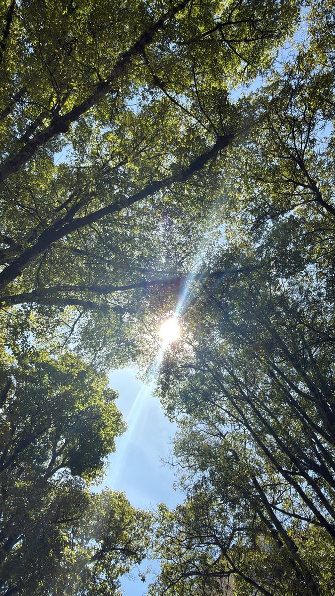 Germán Rodríguez Obando tweet media